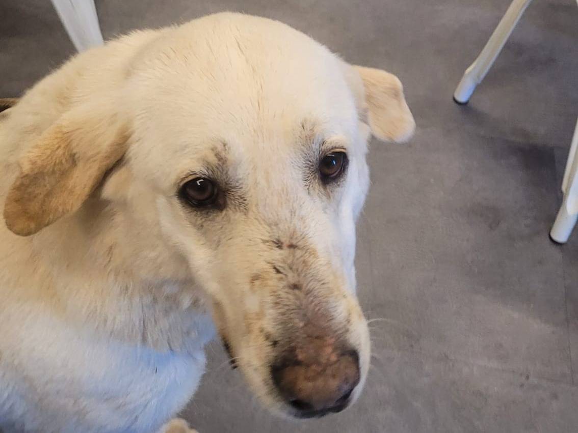 Vuoi adottare un cane a Milano?