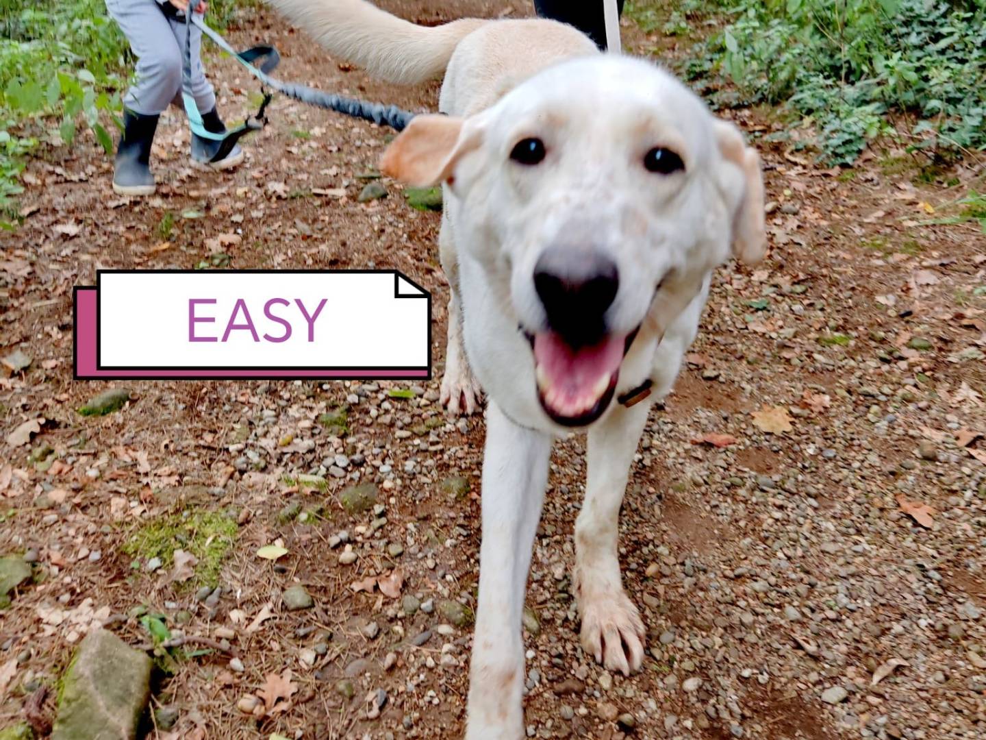 Adotta il cane EASY a Milano