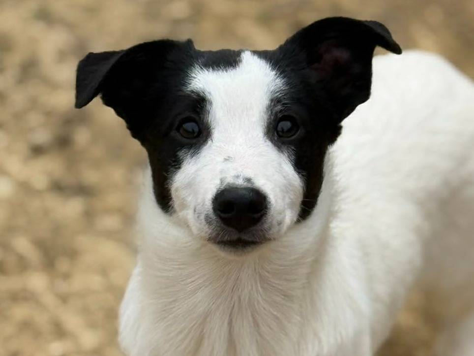 Adotta il cane DIEGO a Firenze