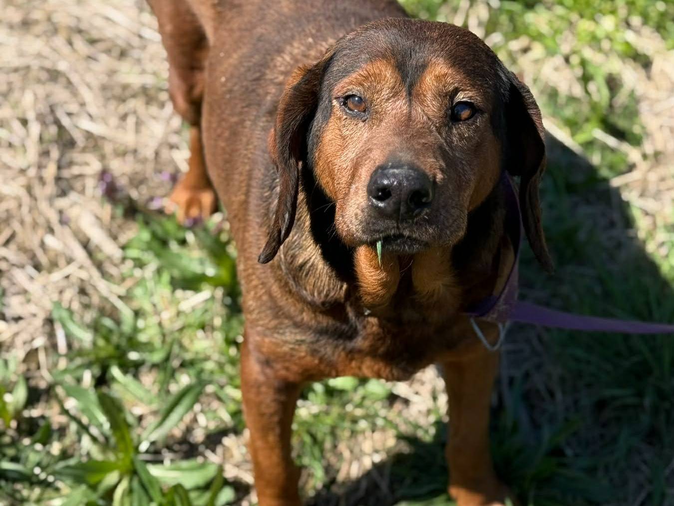 Adotta un cane, taglia media contenuta, maschio, Firenze