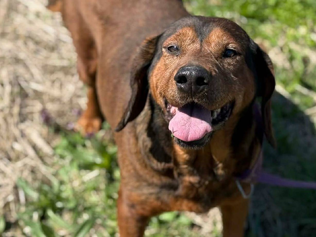 Vuoi adottare un cane a Firenze?