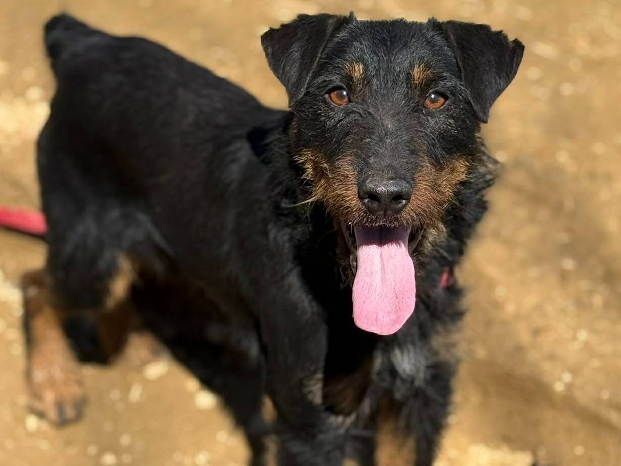 Adotta un cane, taglia piccola, maschio, Firenze
