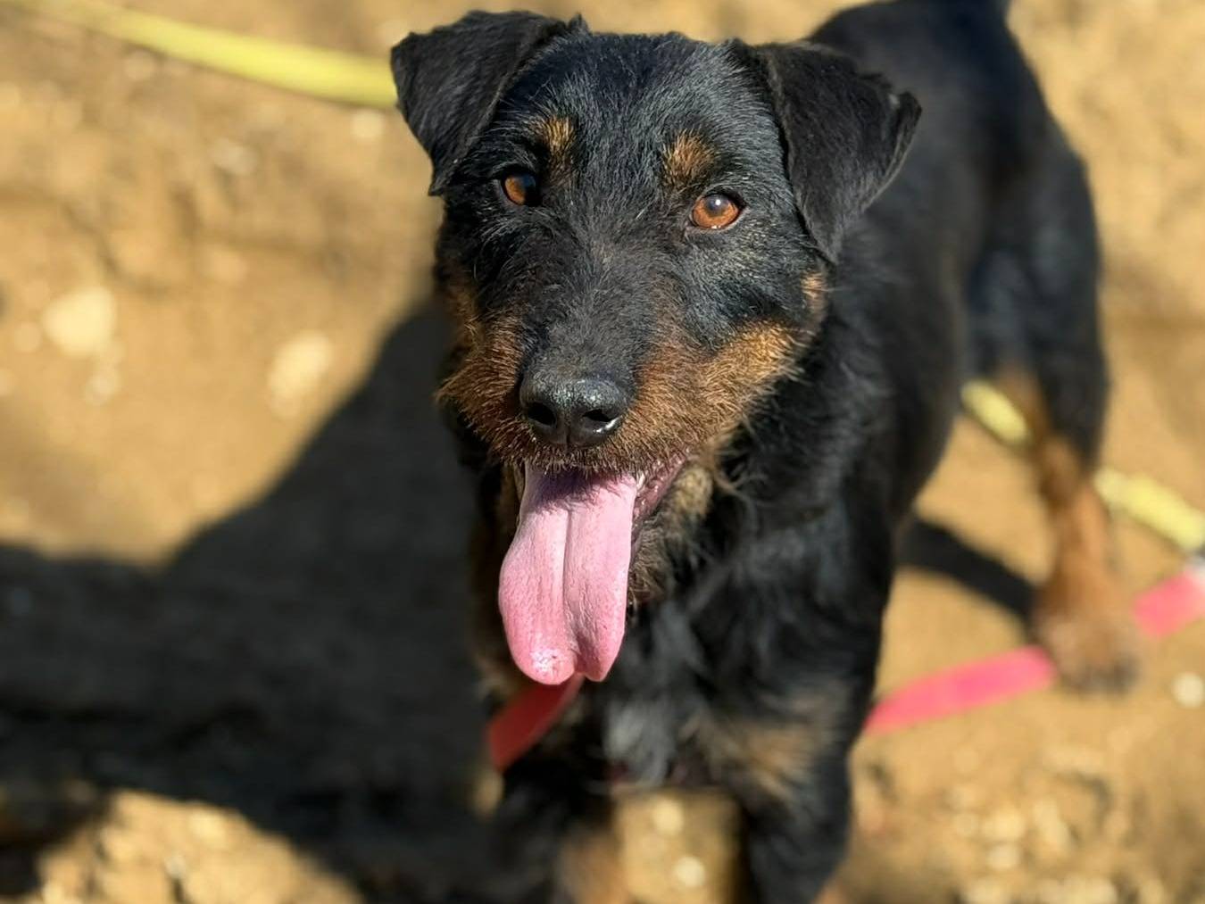Vuoi adottare un cane a Firenze?