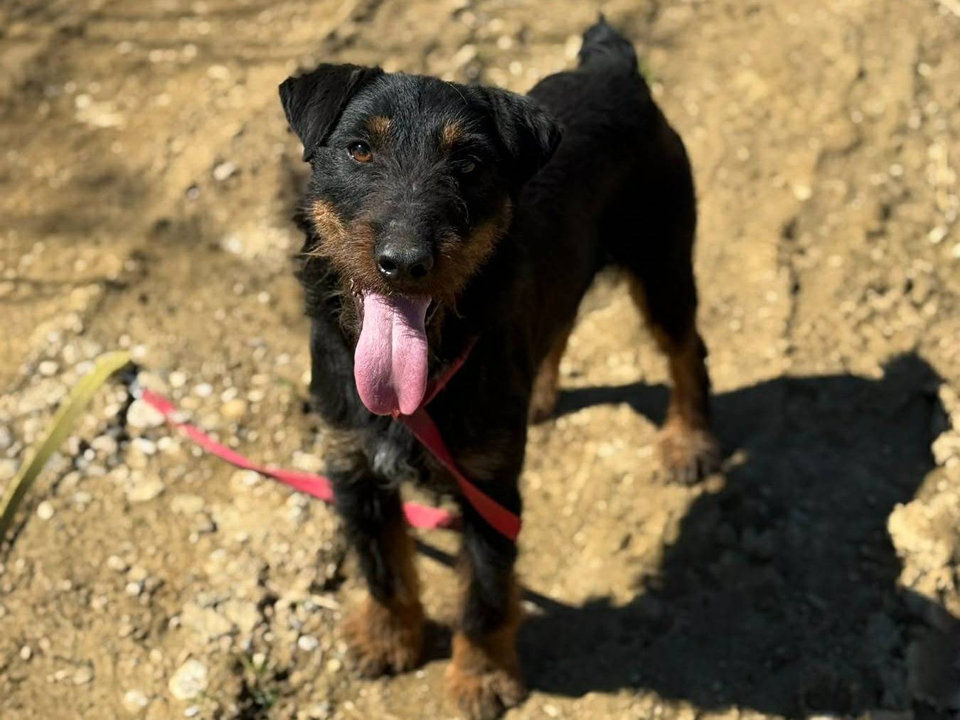 Adotta il cane ELVIS a Firenze