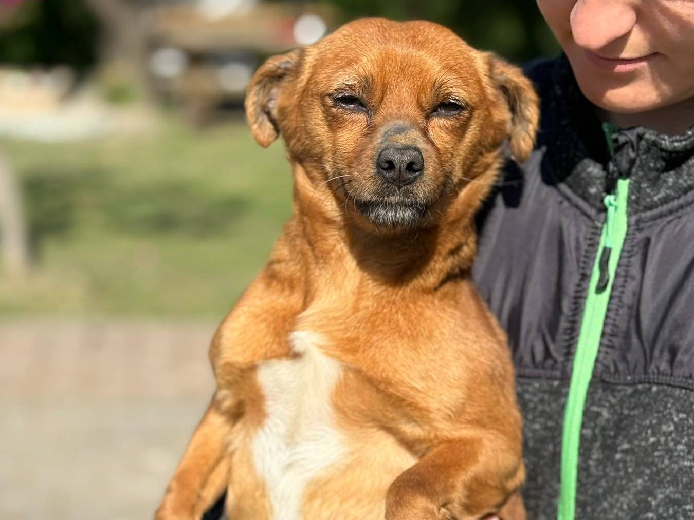 Adotta un cane, femmina, 2 anni e 2 mesi, Firenze