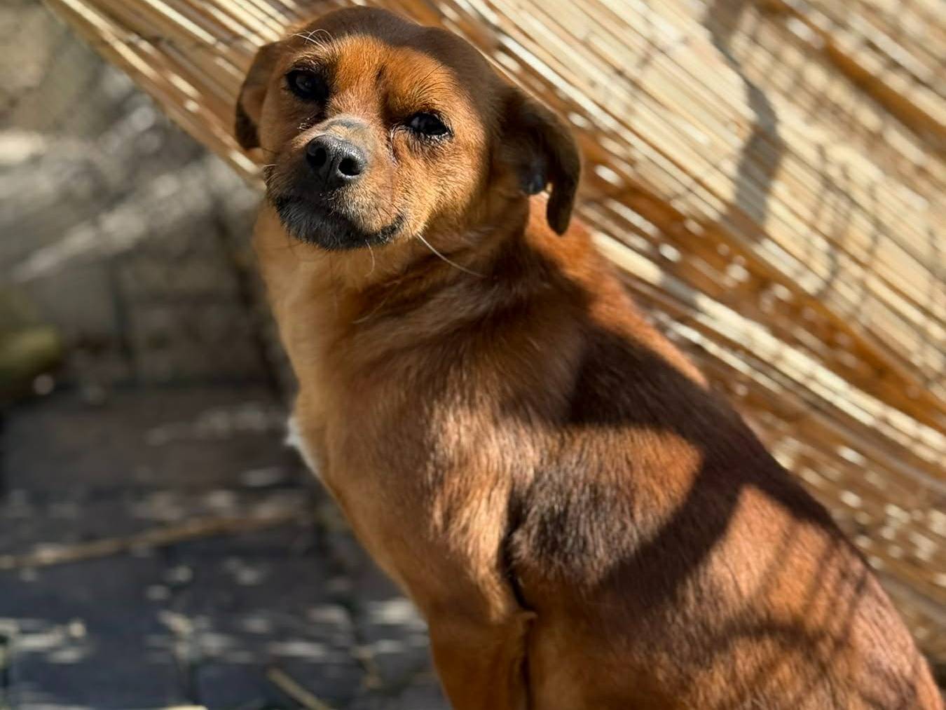 Adotta un cane, taglia piccola, femmina, Firenze