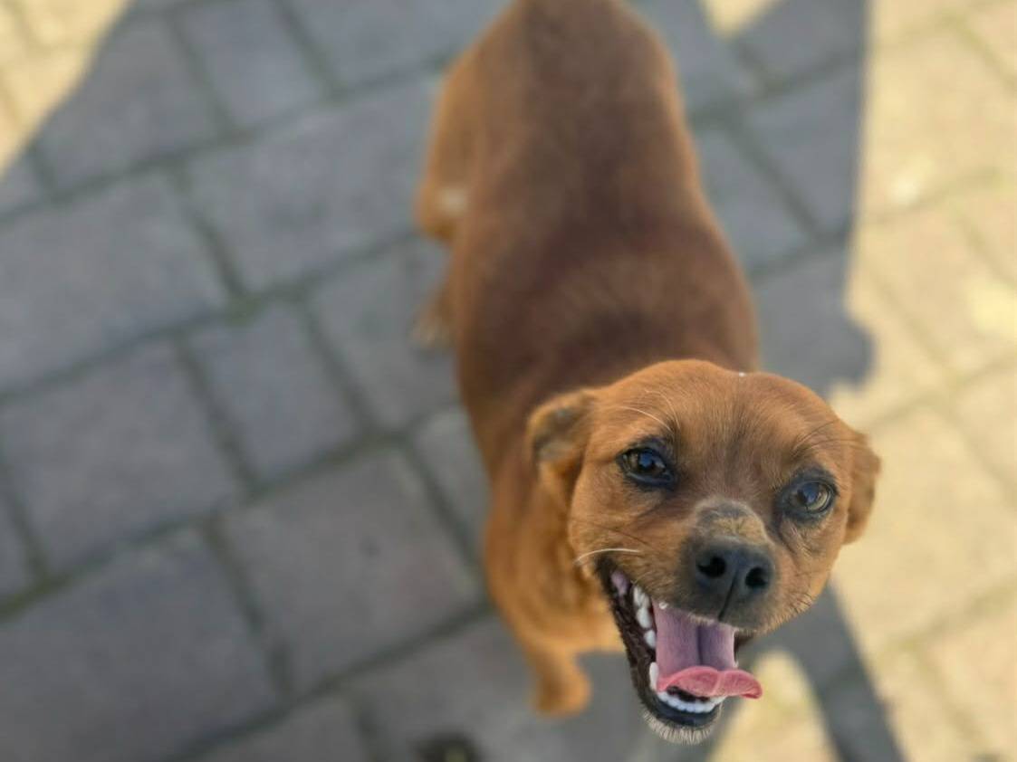 Vuoi adottare un cane a Firenze?