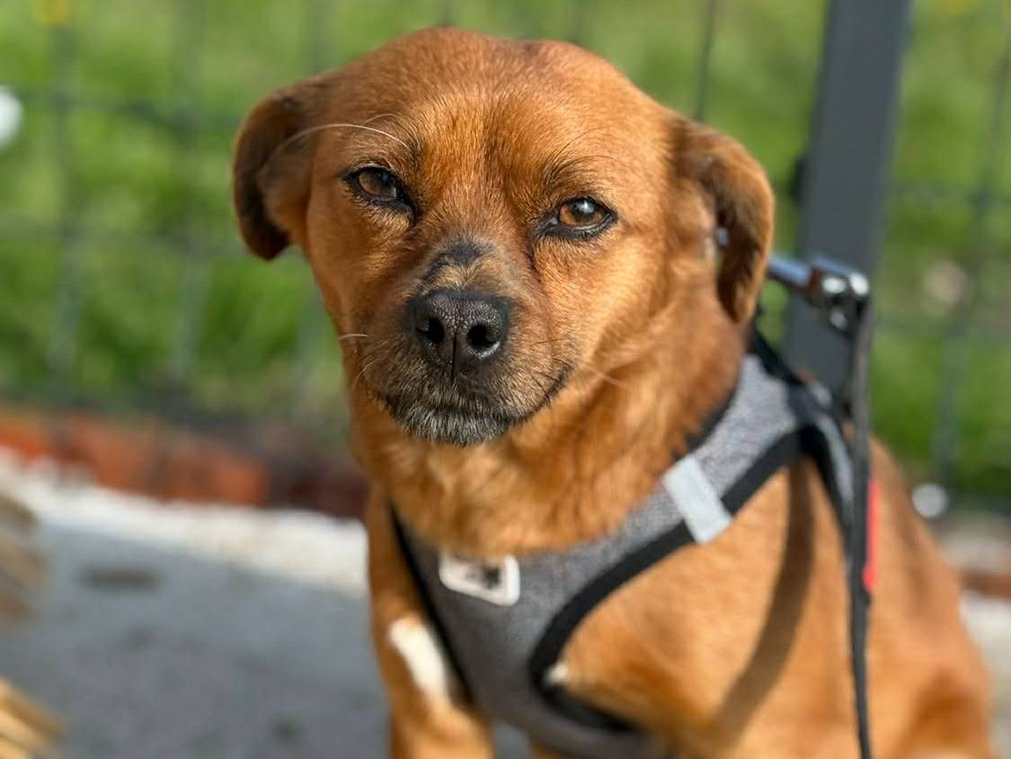 Adotta il cane PIPPI a Firenze