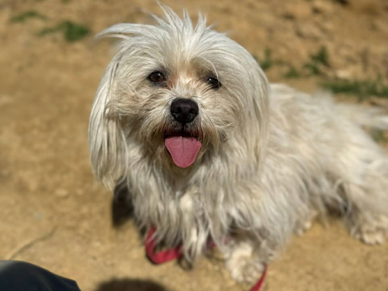 Adozione cane, femmina, Maltese Razza sconosciuta, 2 anni e 2 mesi, taglia piccola, Firenze