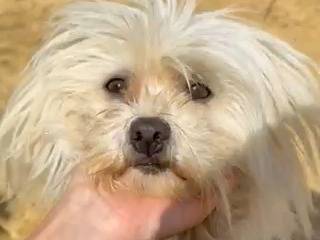 Adotta un cane, femmina, 2 anni e 2 mesi, Firenze