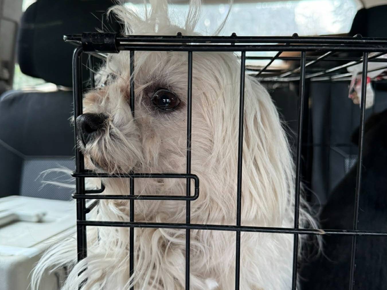 Adotta un cane, taglia piccola, femmina, Firenze