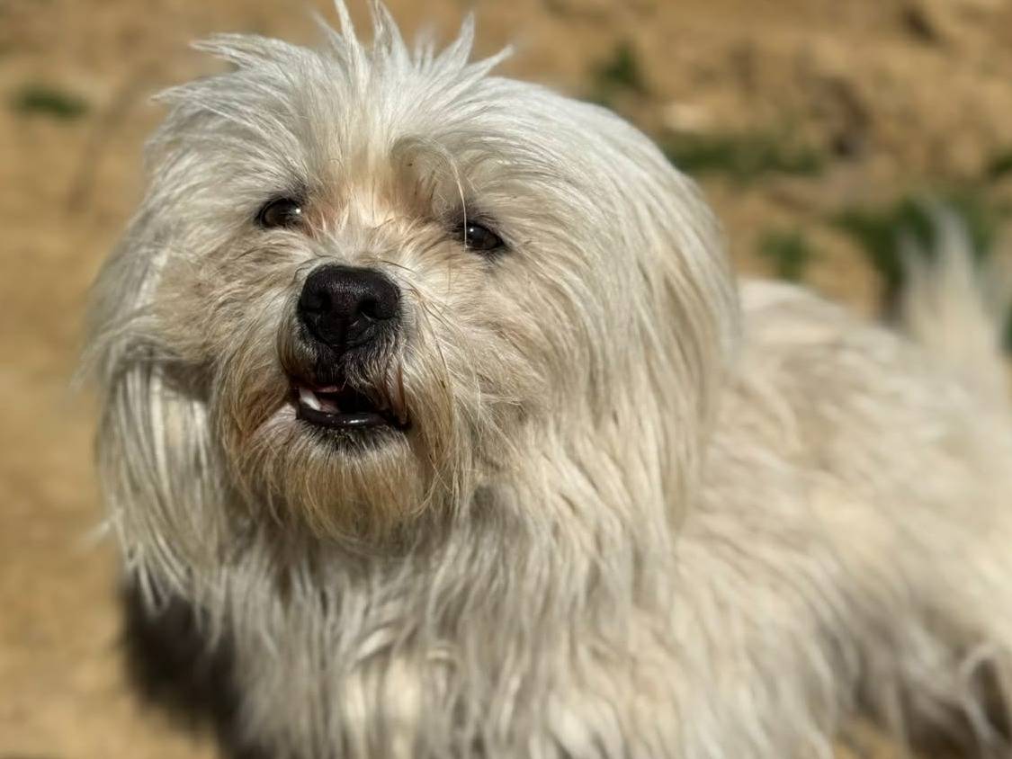 Vuoi adottare un cane a Firenze?