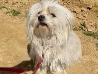 Adotta il cane LEDA a Firenze