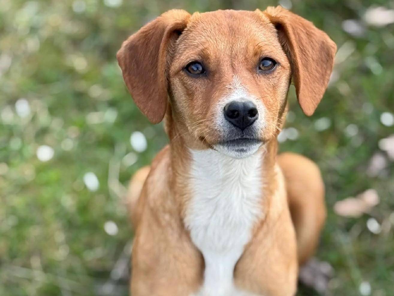 Adozione cane, femmina, Razza sconosciuta Razza sconosciuta, 5 mesi, taglia media contenuta, Firenze