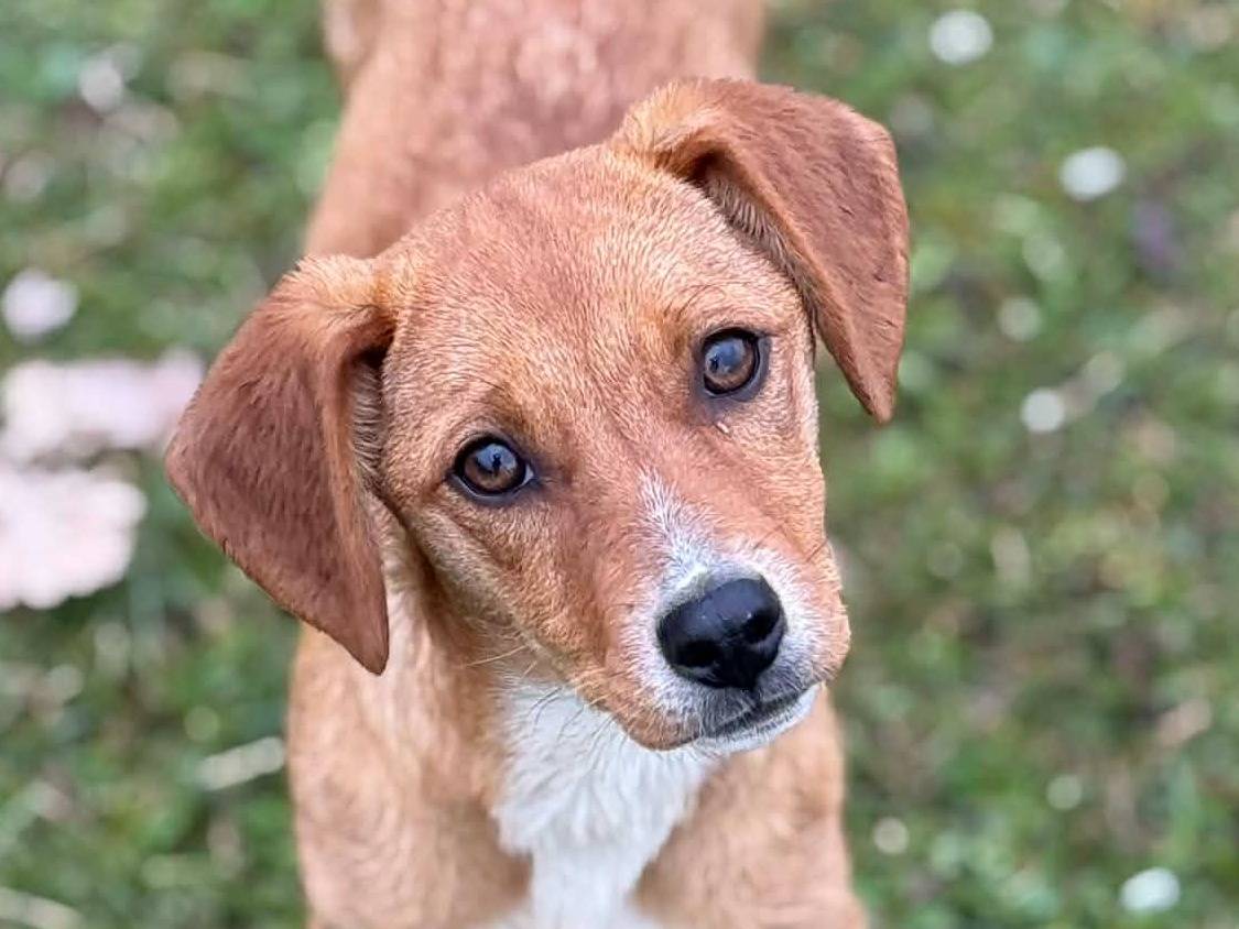 Adotta un cane, femmina, 5 mesi, Firenze