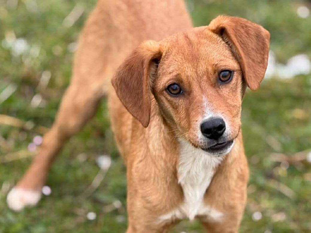 Adotta un cane, taglia media contenuta, femmina, Firenze