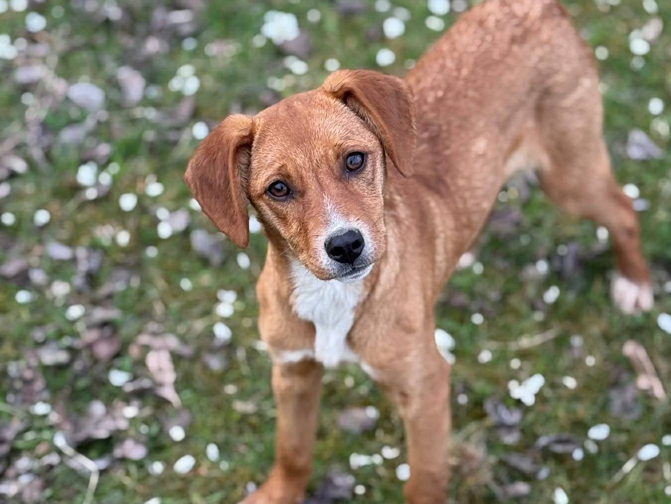 Vuoi adottare un cane a Firenze?