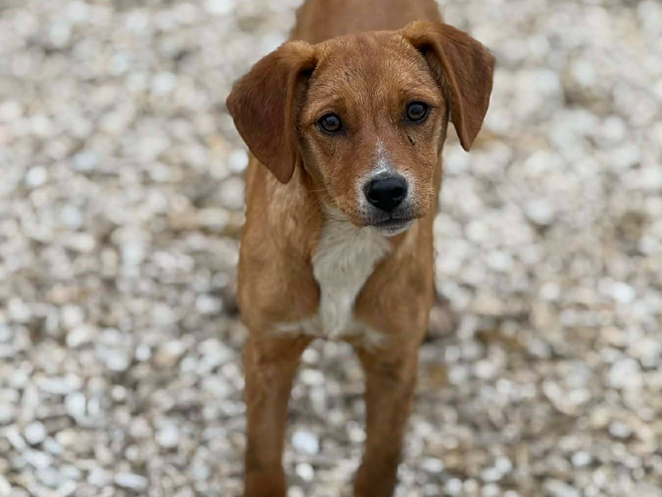 Adotta il cane NATALIE a Firenze