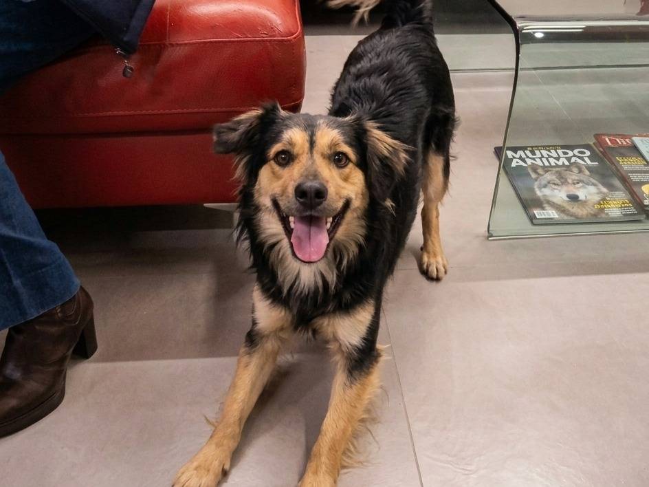 Adozione cane, maschio, Razza sconosciuta Razza sconosciuta, 3 anni e 3 mesi, taglia media contenuta, Siena