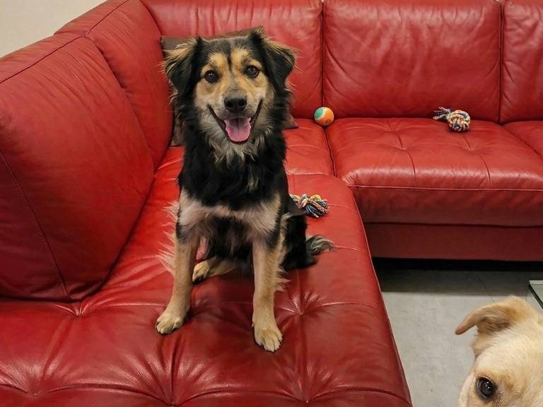 Adotta un cane, maschio, 3 anni e 3 mesi, Siena