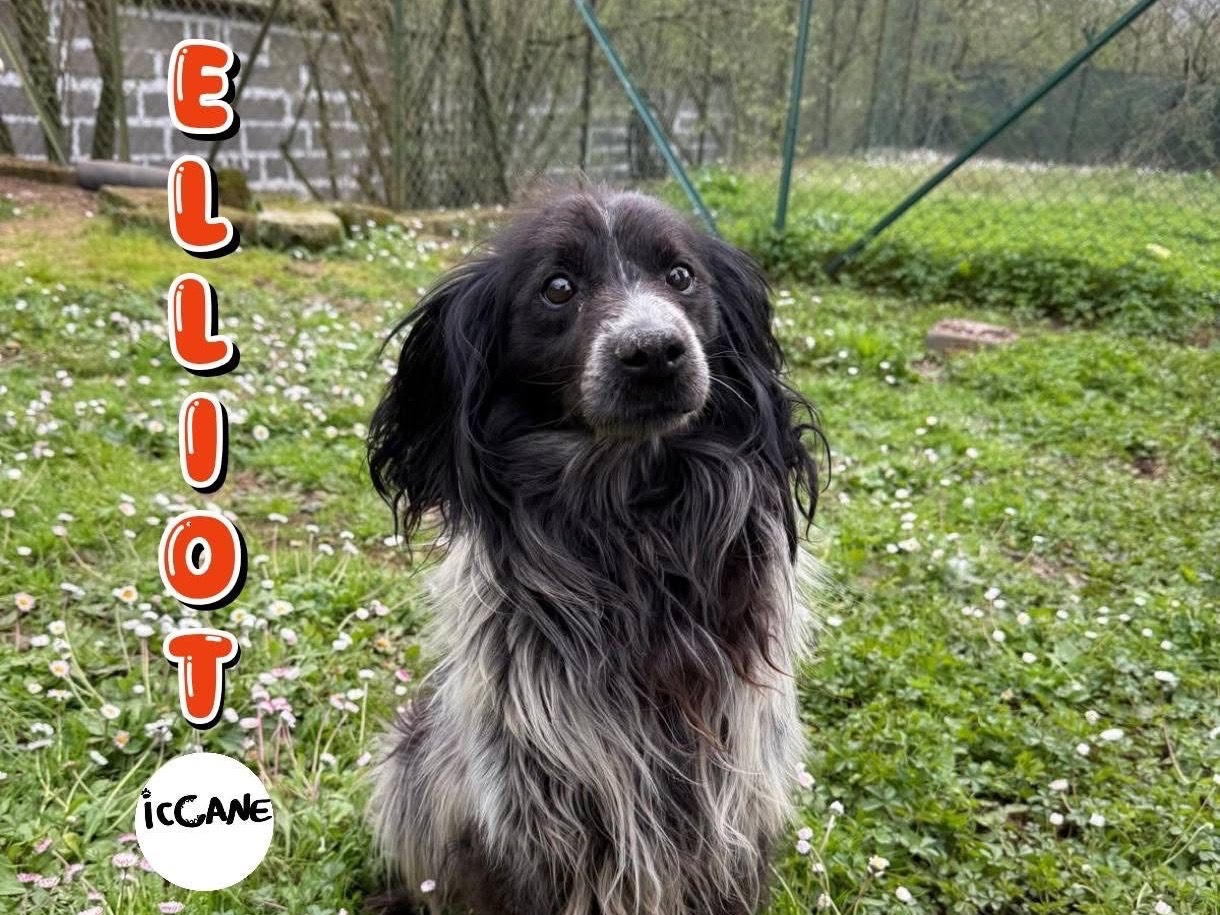 Adotta un cane, maschio, 9 anni e 5 mesi, Viterbo