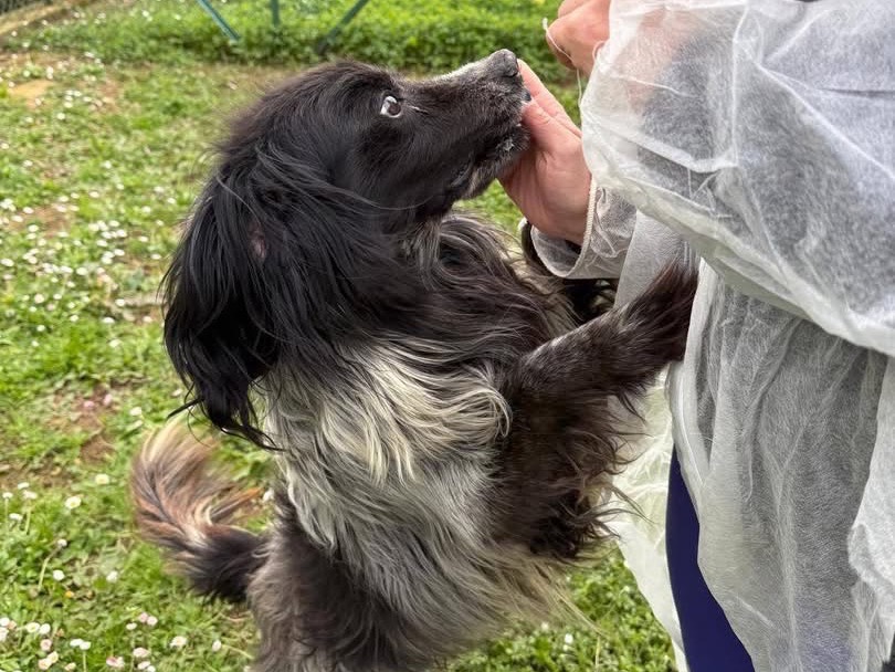 Adotta un cane, taglia media contenuta, maschio, Viterbo
