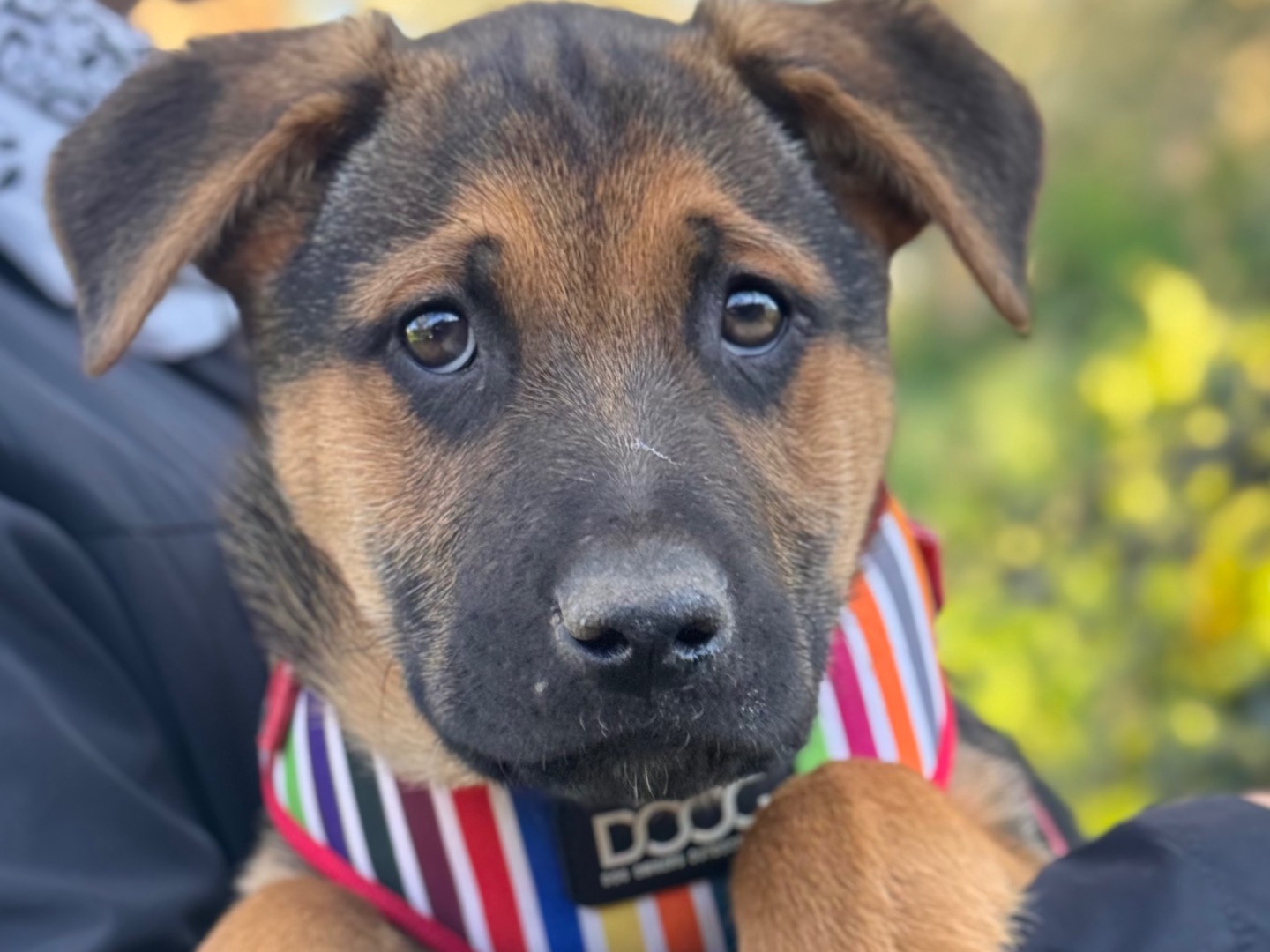 Adozione cane, maschio, Pastore tedesco Labrador Retriever, 2 mesi, taglia grande, Lecce
