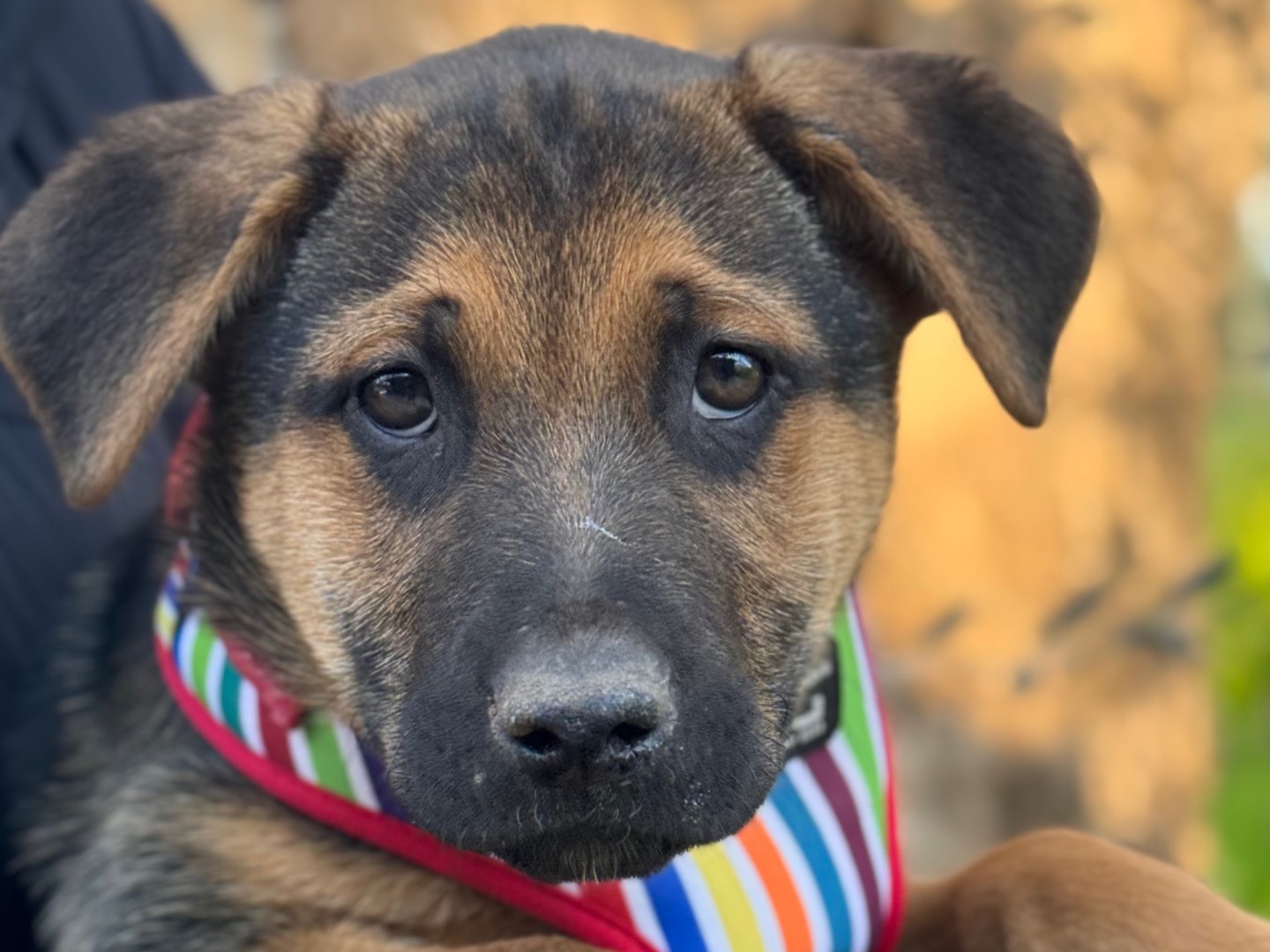 Adotta un cane, maschio, 2 mesi, Lecce