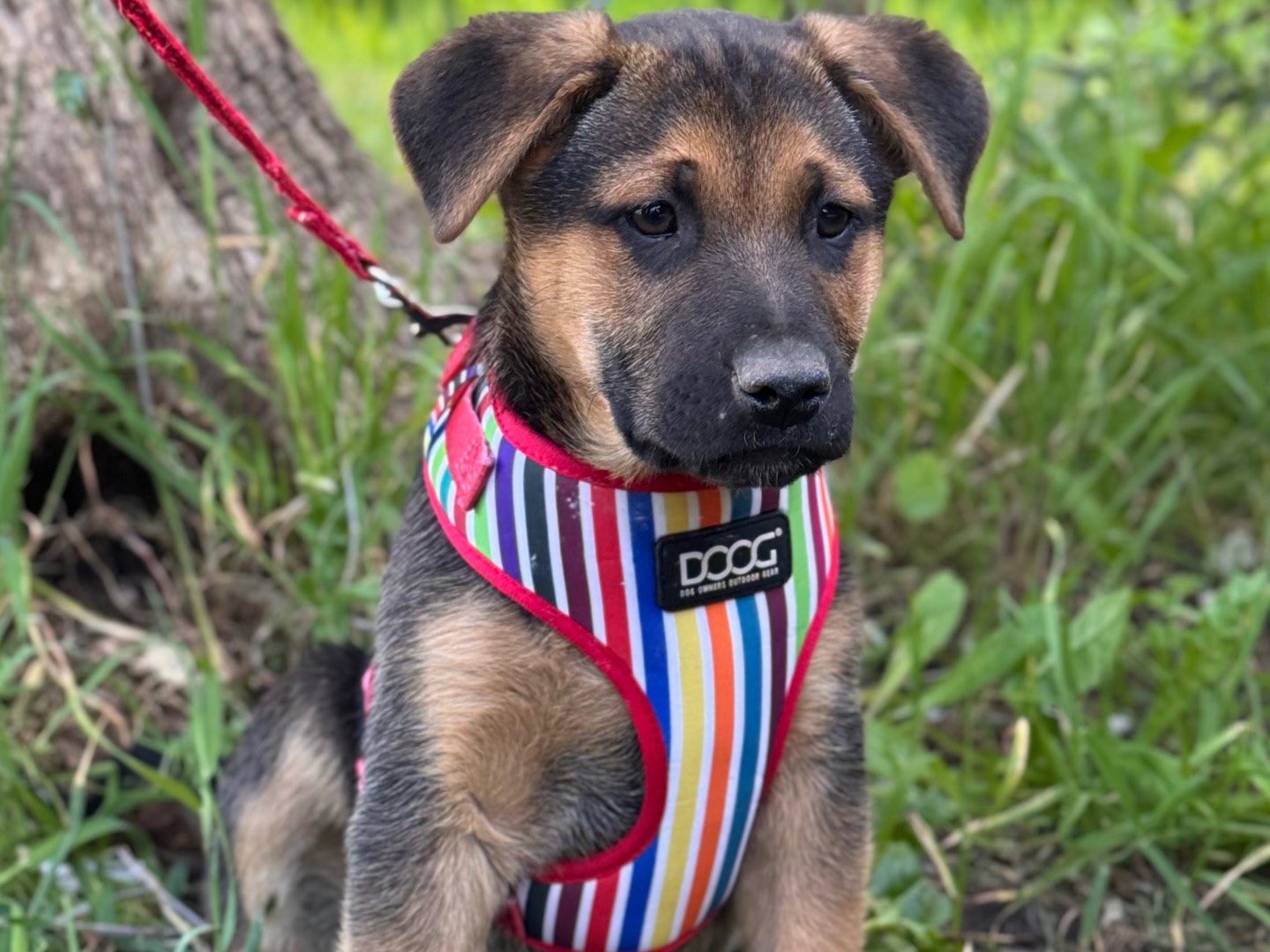 Adotta un cane, taglia grande, maschio, Lecce