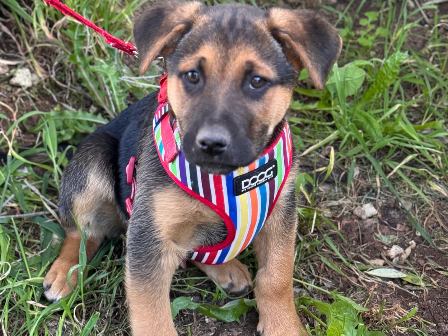 Vuoi adottare un cane a Lecce?