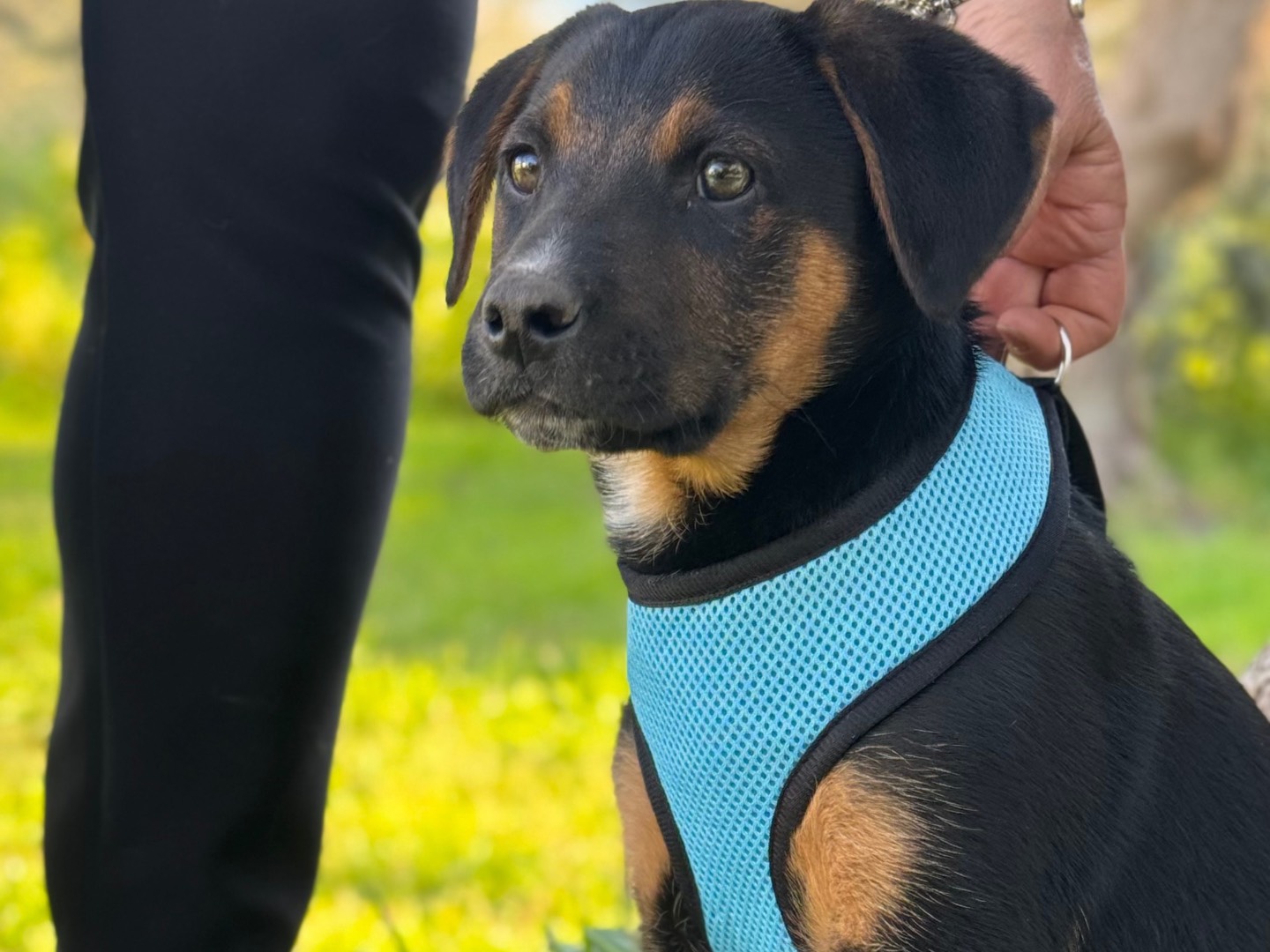 Vuoi adottare un cane a Lecce?