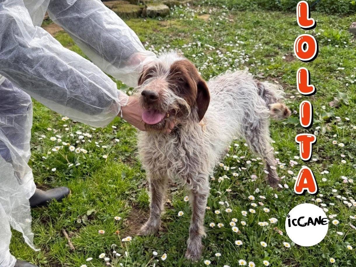 Adozione cane, femmina, Razza sconosciuta Razza sconosciuta, 6 anni e 3 mesi, taglia media, Viterbo