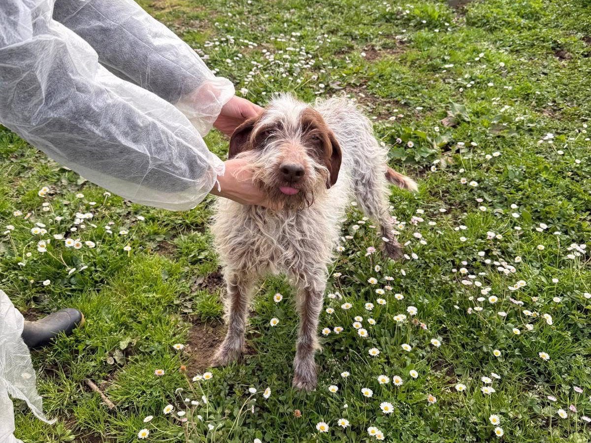 Adotta un cane, femmina, 6 anni e 3 mesi, Viterbo