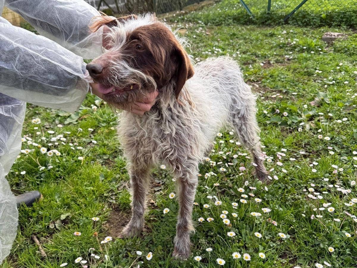Adotta un cane, taglia media, femmina, Viterbo