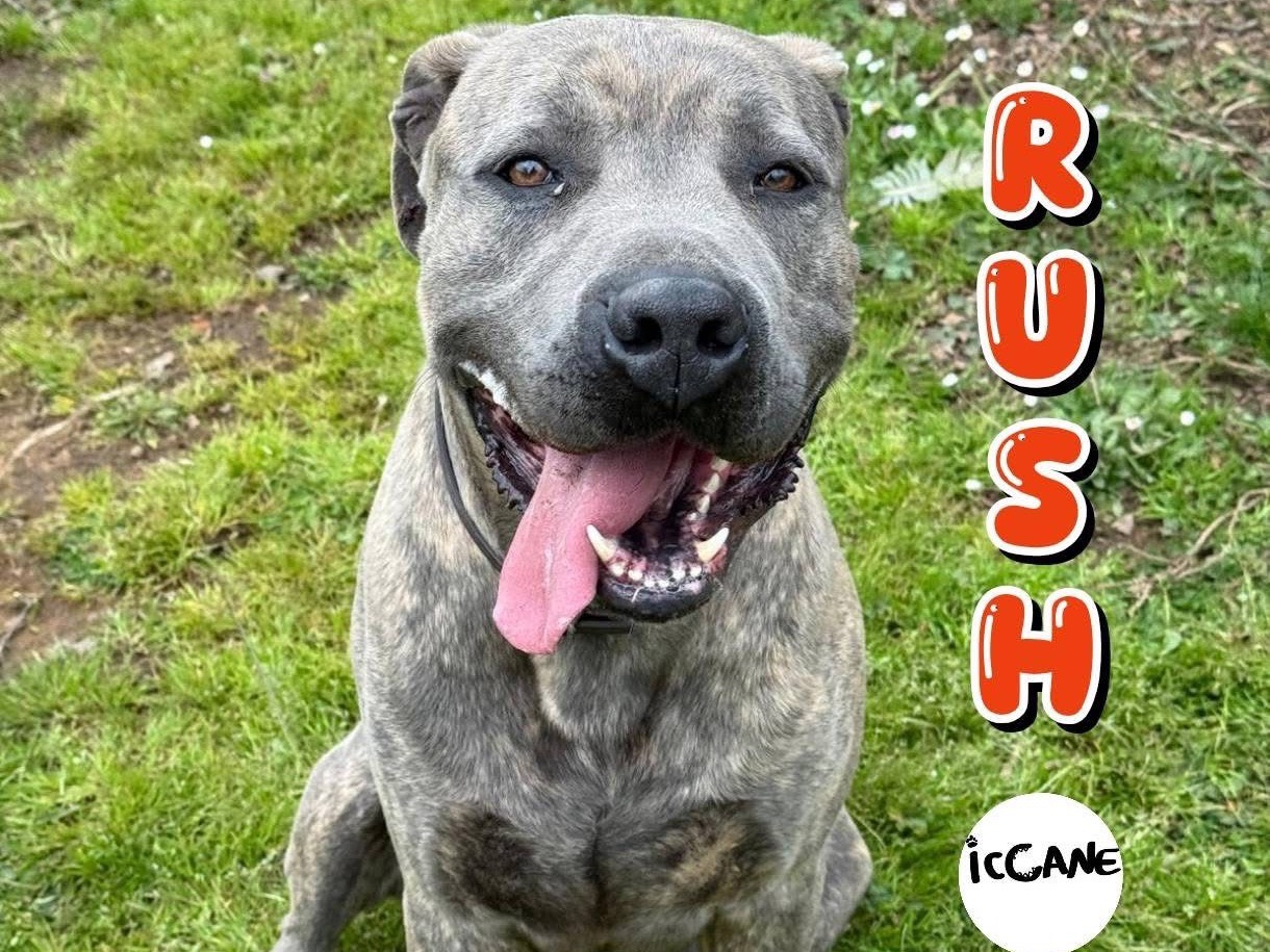 Adozione cane, maschio, Corso Razza sconosciuta, 2 anni e 5 mesi, taglia grande, Viterbo