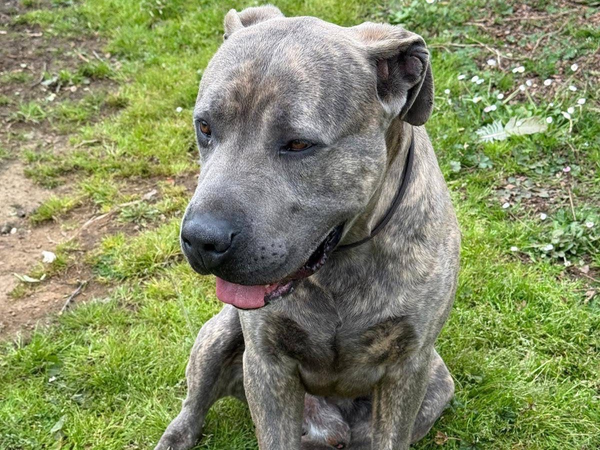 Adotta un cane, maschio, 2 anni e 5 mesi, Viterbo