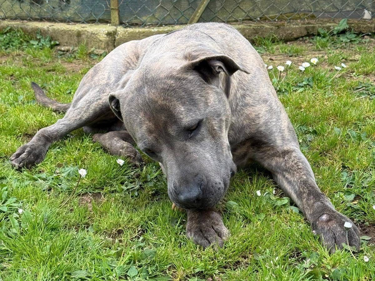 Adotta un cane, taglia grande, maschio, Viterbo