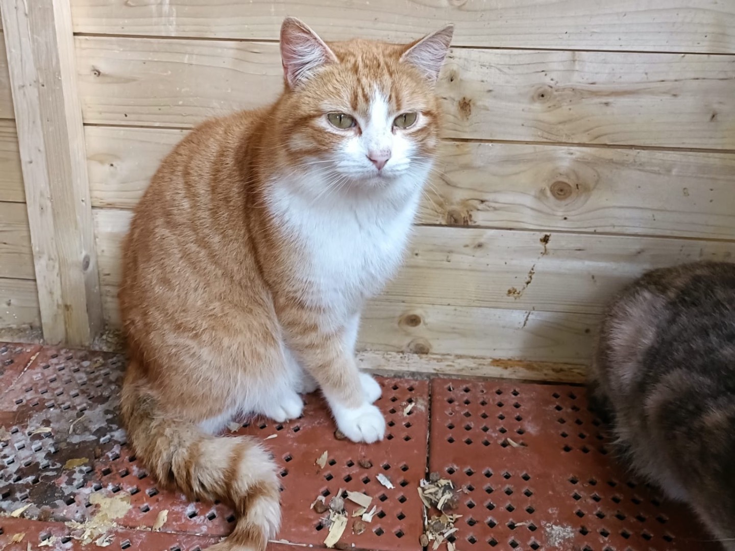 Adozione gatto, maschio, Razza sconosciuta Razza sconosciuta, 2 anni, taglia non valida, Napoli