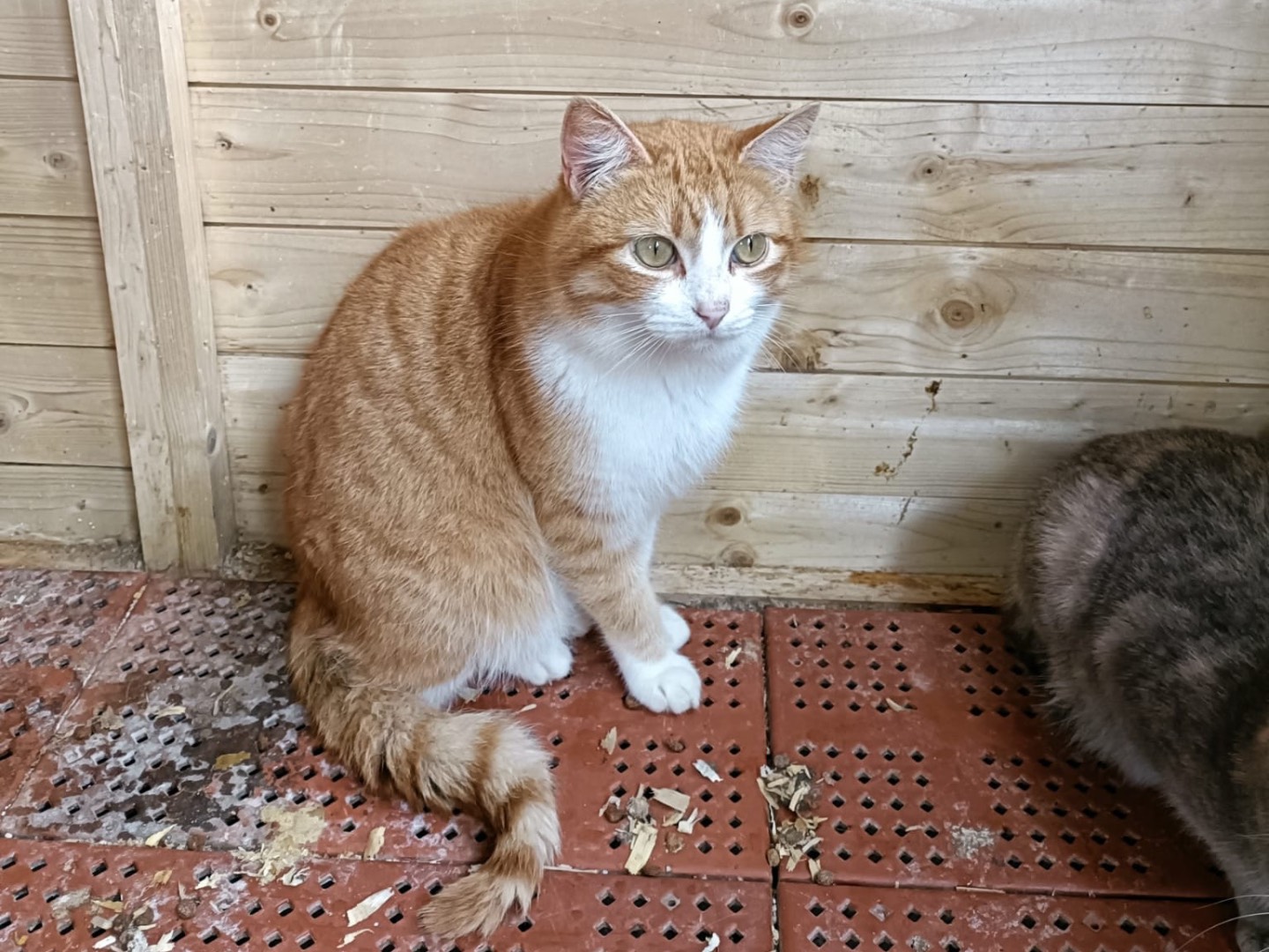 Adotta un gatto, maschio, 2 anni, Napoli