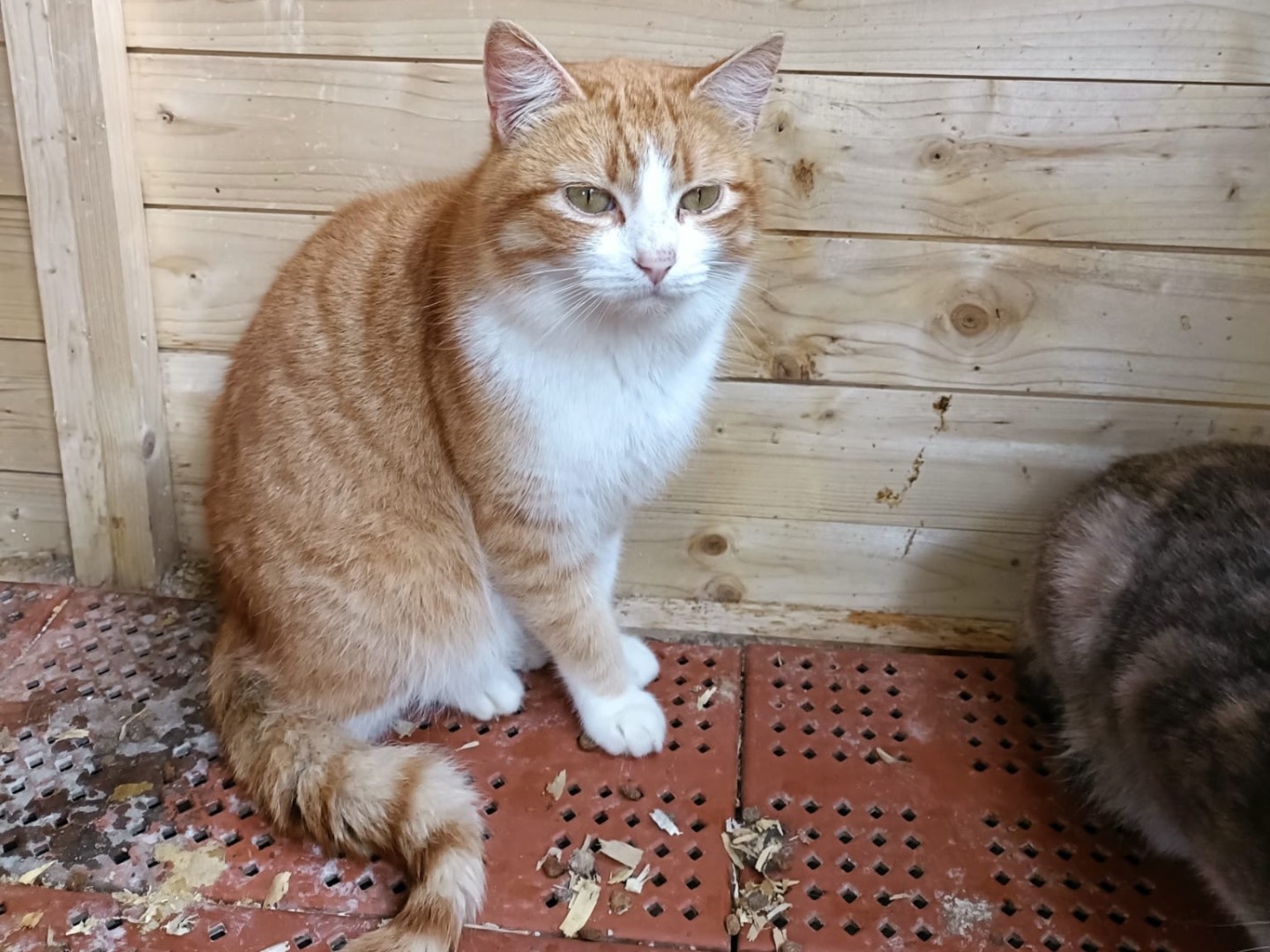 Vuoi adottare un gatto a Napoli?