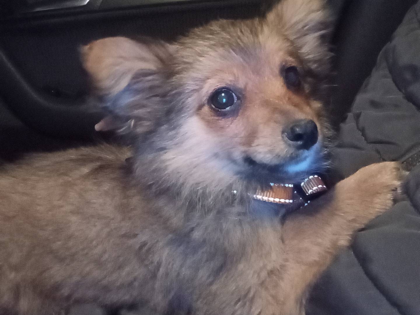 Adozione cane, femmina, Razza sconosciuta Razza sconosciuta, 2 mesi, taglia piccola, Frosinone