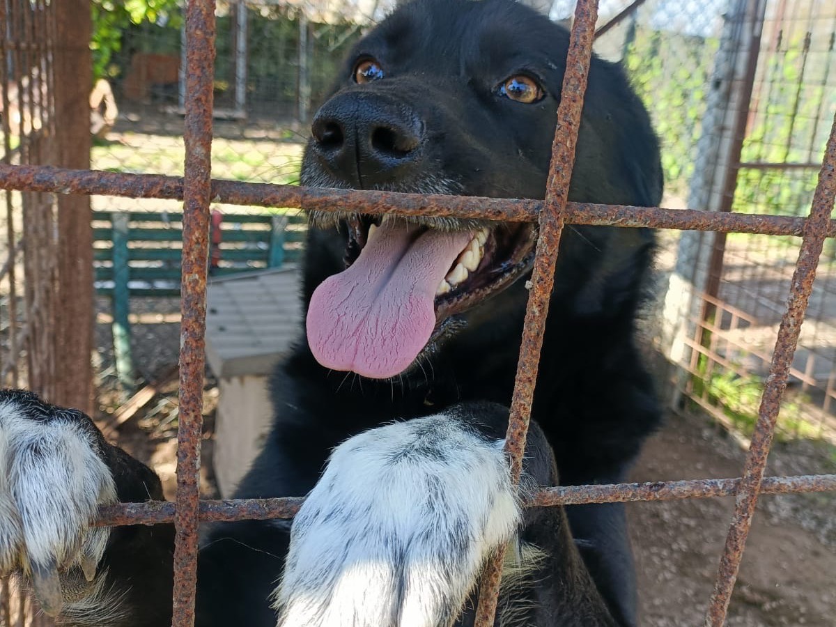 Adozione cane, femmina, Razza sconosciuta Razza sconosciuta, 1 anno e 7 mesi, taglia grande, Napoli