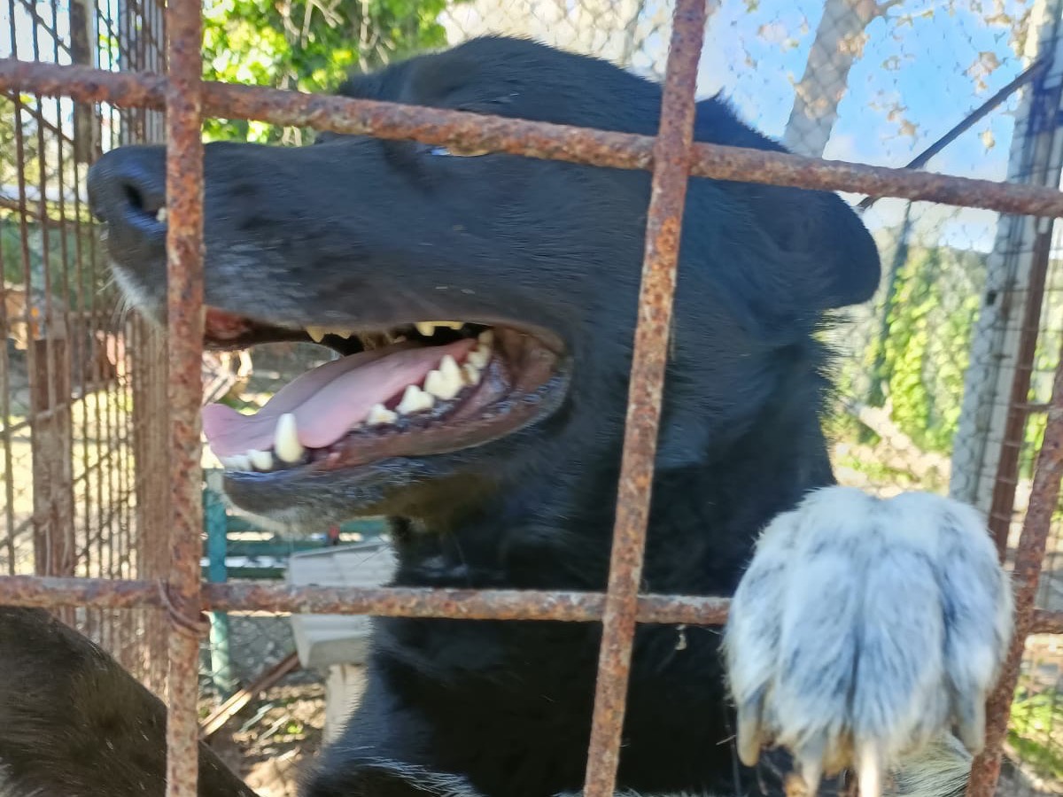 Vuoi adottare un cane a Napoli?