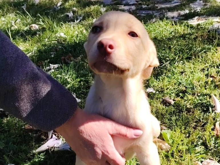 Adozione cane, maschio, Razza sconosciuta Razza sconosciuta, 2 mesi, taglia media, Siracusa