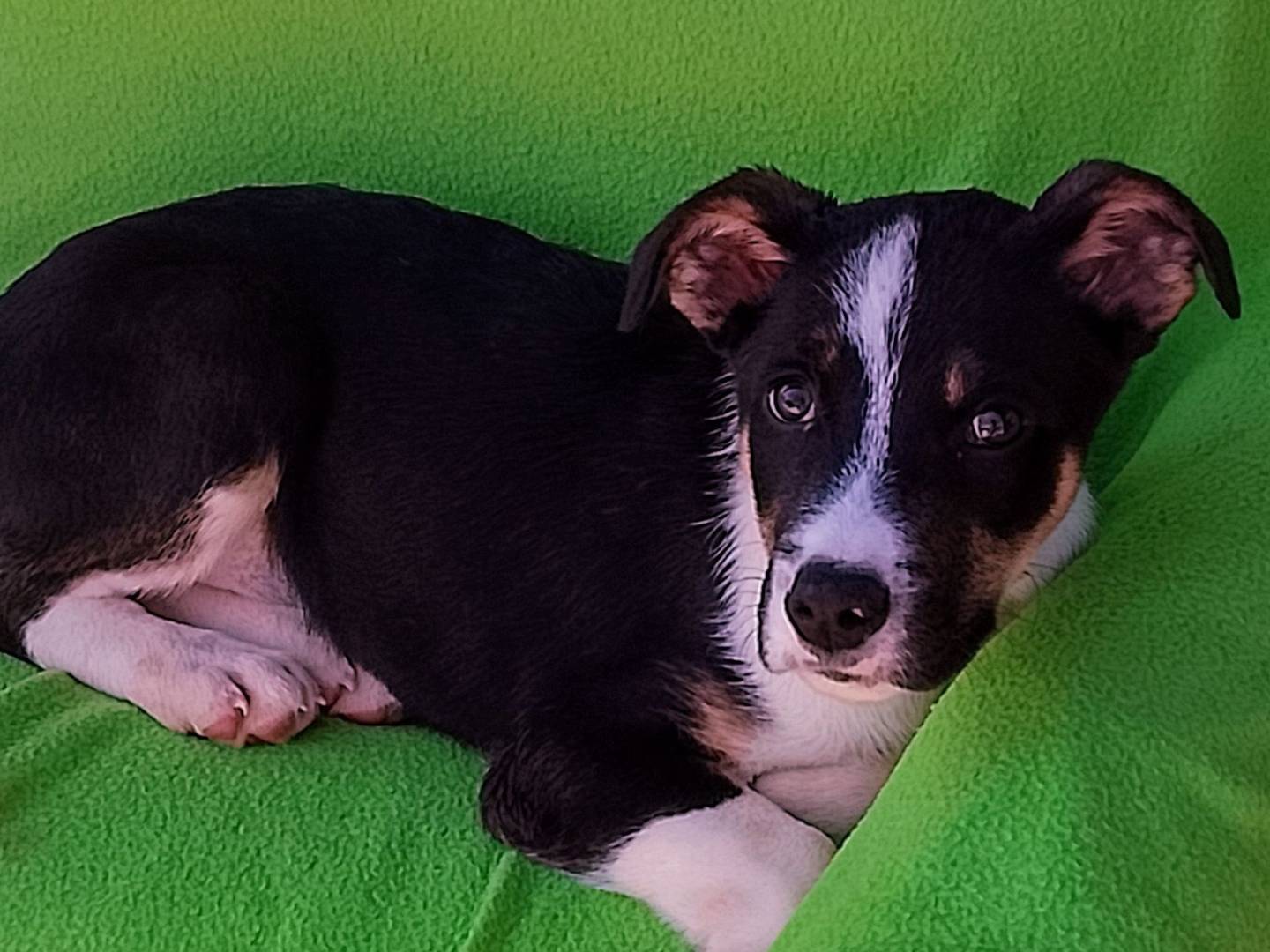 Adozione cane, maschio, Razza sconosciuta Razza sconosciuta, 2 mesi, taglia media, Siracusa