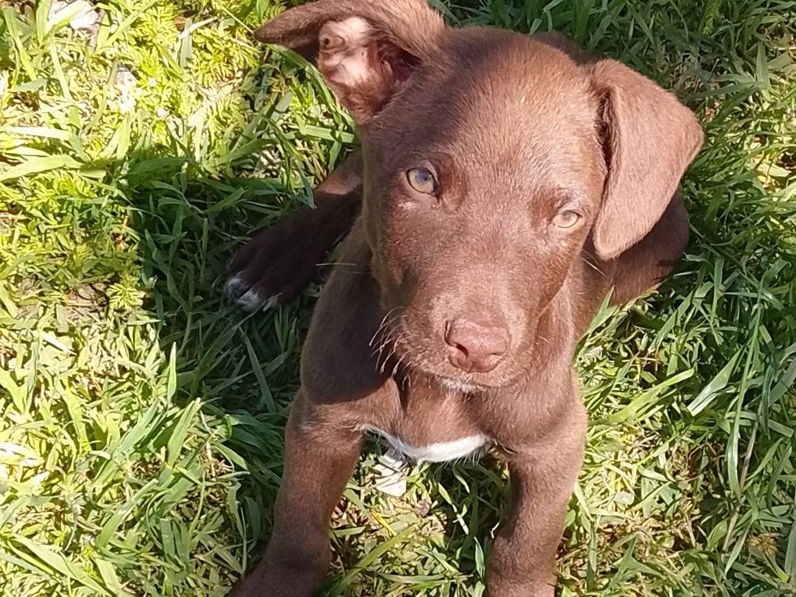 Adozione cane, maschio, Razza sconosciuta Razza sconosciuta, 2 mesi, taglia media, Siracusa