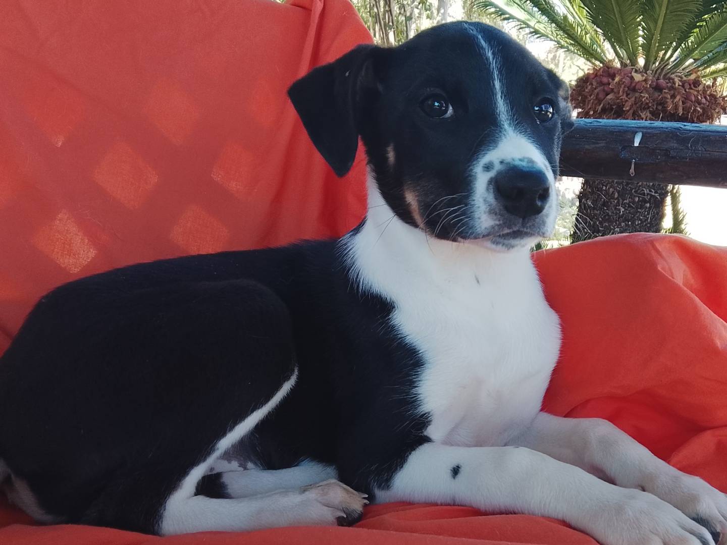 Adotta un cane, femmina, 1 mesi, Siracusa