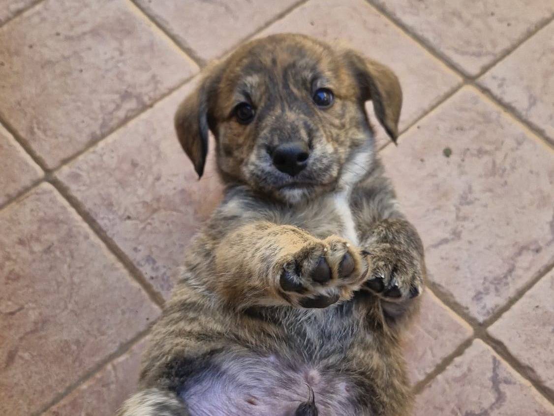 Vuoi adottare un cane a Roma?