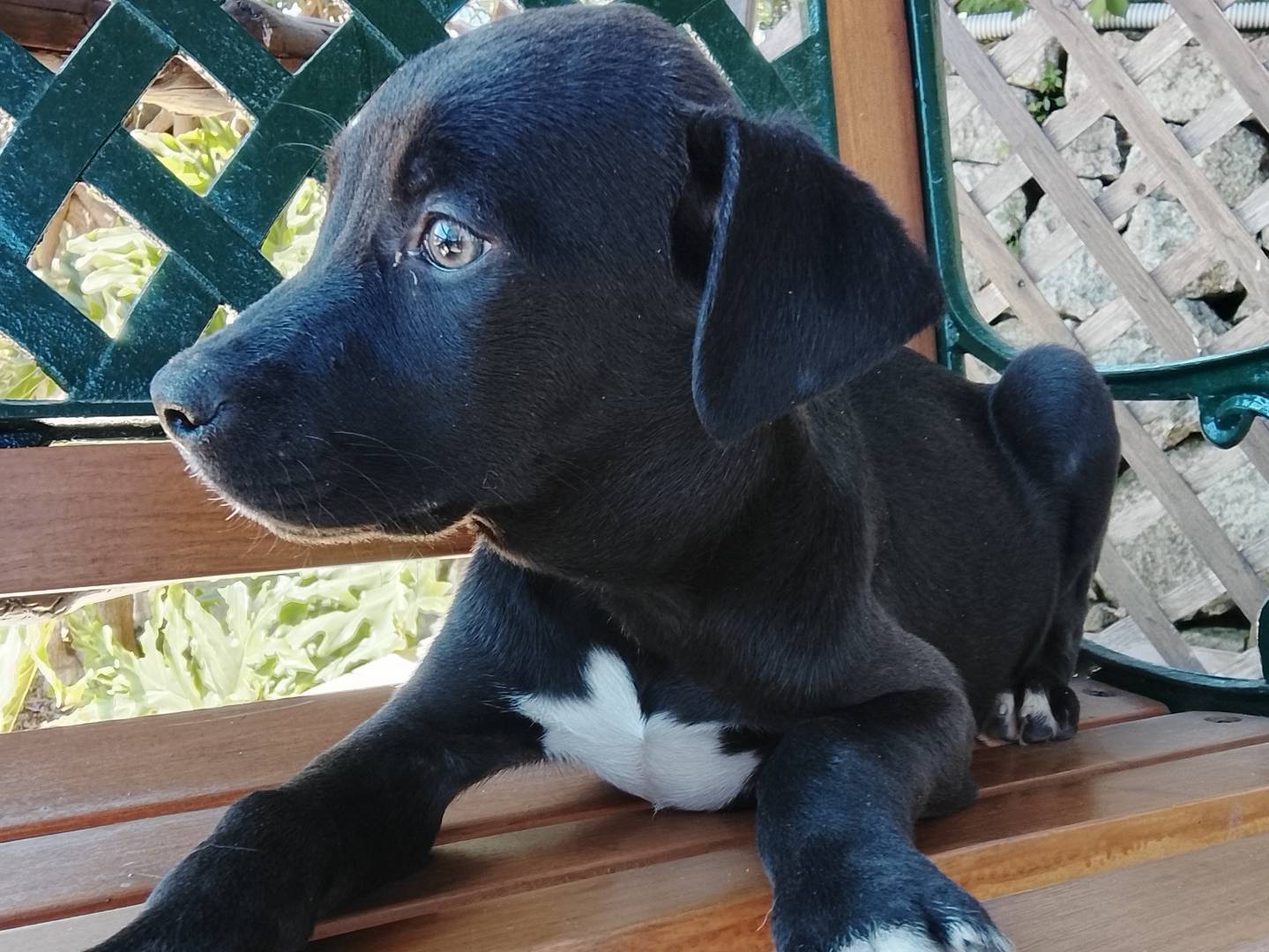 Adozione cane, maschio, Razza sconosciuta Razza sconosciuta, 2 mesi, taglia media, Siracusa