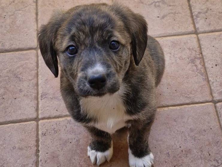 Adozione cane, femmina, Razza sconosciuta Razza sconosciuta, 2 mesi, taglia media contenuta, Roma